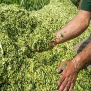 Ensilage biologique de maïs riche en fibres et en énergie - Product Image 5