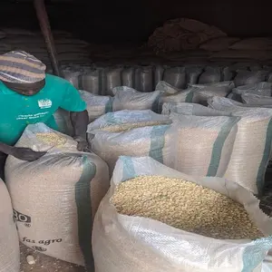 Prodotto agricolo grano sfuso mais secco bianco