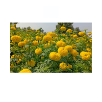 Semillas de Caléndula Ámbar Híbrida F1 de Alto Rendimiento Vokkal, 60-90cm de Altura, Ramas Abundantes, Pétalos Dobles, Flores Amarillas, 18-20g, Flores Frescas Cortadas