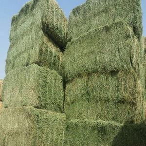 New 2024 Buy Top Quality Alfafa Hay for Animal <b>Feeding</b> Stuff Alfalfa Timothy Alfalfa Hay for Sale - Product Image 2