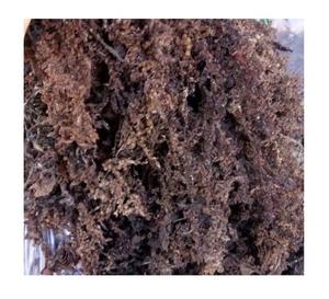 Vente en gros d'algues Cottonii Produits-Gold & Purple Irish Seamoss - Fresh Raw Eucheuma Cottonii Seaweed - Nutrition Food - Product Image 3