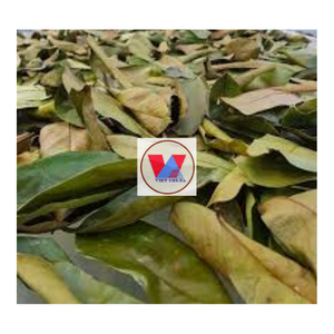 ARTÍCULO CALIENTE HOJAS DE GRAVIOLA/HOJAS DE SOURSOP SECAS/EL MEJOR INGREDIENTE PARA EL TÉ DE ASIA A PRECIO COMPETITIVO - Product Image 1