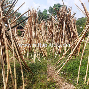 Mazos de Raíz de Ratán para Palo de Polo, Mazos de Polo, Mazos de Raíz - Product Image 3