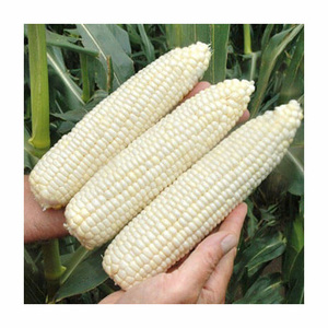Maíz blanco no GMO Maíz 50kg Embalaje Maíz secado al aire a la venta - Product Image 1