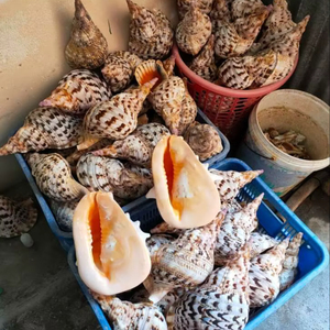 เครื่องดนตรีทรัมเป็ตทองเหลืองผสมเวียดนาม สำหรับการแสดงวงออร์เคสตรา การฝึกซ้อม และการแสดงบนเวที - Product Image 1