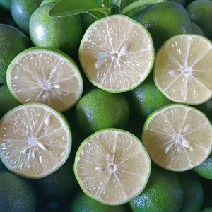 WHOLE FROZEN <b>LIME</b> WITH GREEN COLOR WHITE FLESH FOR INTERNATIONAL MARKET - Product Image 1