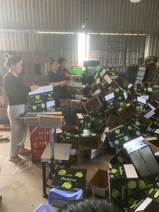 Limón Fresco Sin Semillas al por Mayor - Fruta Cítrica Verde Premium de Vietnam con Alto Contenido de Jugo, 60-90 Días de Vida Útil, Suministro Directo de Granja - Product Image 4