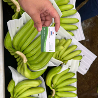 Vietnam Verse Cavendish Bananen Zorgvuldig Geselecteerd Voor Export Zoet En Voedzaam Ideaal Voor De Detailhandel En Foodservice