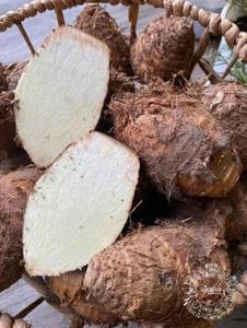 ÑAME BLANCO CONGELADO VIETNAMÉS/CALIDAD DE CALIDAD ALIMENTARIA/LISTO PARA EXPORTACIÓN MINORISTA AL POR MAYOR Y APLICACIONES DE COCINA ÉTNICA - Product Image 5