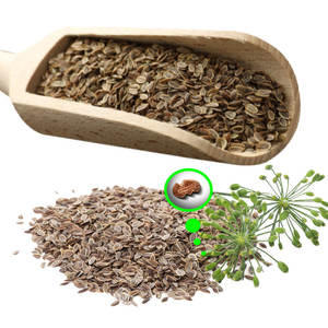 ผักชีลาว | พฤกษศาสตร์บริสุทธิ์สำหรับใช้ในอาหารและยา - Product Image 3