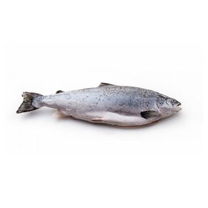 Prix promotionnel Saumon atlantique entier frais/congelé, processus de congélation IQF, qualité supérieure, emballage sous vide, faible teneur en sodium - Product Image 1