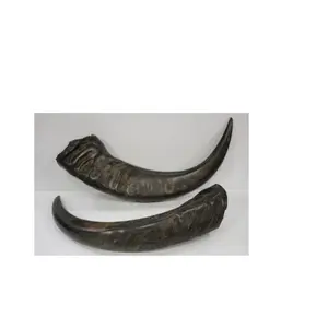Luxury decorative pair horn best quality medium size for tabletop decor item for best selling products buffalo pair horn