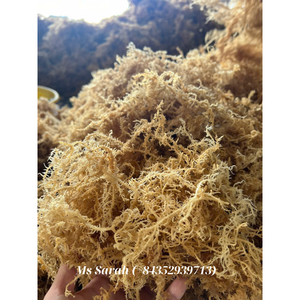 Raw Eucheuma Cottonii oro/Blanco/púrpura musgo de mar salvaje orgánico secado al sol musgo irlandés salado y sin sal al por mayor. - Product Image 5