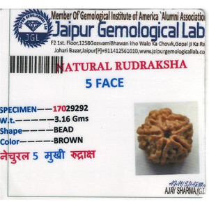 Perles en bois de Rudraksha de 3,16 carats - Product Image 4