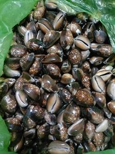 เปลือกหอย Cowry สีธรรมชาติขนาดเล็กเปลือกหอยสีขาวแห้งสะอาด - Product Image 6