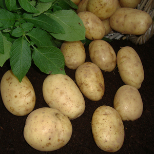 Nuevo Cultivo Patatas Irlanda Mejor Precio - Product Image 4
