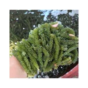 Premium <b>Fresh</b> Style Dry Dehydrated Seaweed Seagrape Caulerpa Lentillifera Vietnam Sea Moss 99 GD Packaged in Bag - Product Image 3
