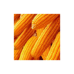 Cultivo de maíz amarillo para consumo humano y animal, maíz amarillo para alimentación de aves de corral - Product Image 3