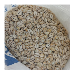 Conchas de cauri blancas pequeñas de Vietnam, superficie pulida natural, secado limpio y vacío, material artesanal de exportación perfecto - Product Image 1