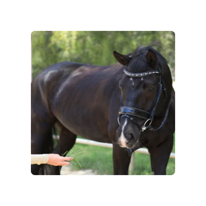 Vente en gros prix d'usine de haute qualité première édition Argentia II Horse Western Bridle Intelligent Design - Product Image 1