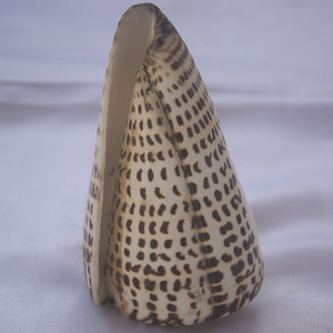 Conus coquille sculpture petit Krishna ornement coquille religieux SEASHELL BIJOUX avec motif ange - Product Image 3