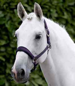 Bridon de cheval en cuir de style anglais robuste 2026, harnais équestre de qualité supérieure pour les activités équestres en plein air, harnais de cheval - Product Image 4