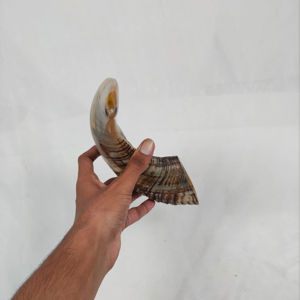 Shofar de Cuerno de Oveja/Carnero Natural Pulido Ligero Extra Grande, Raro, en Venta al por Mayor a Bajo Precio en India, Shofars Hechos a Mano - Product Image 1