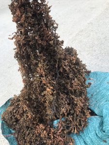ขายร้อน SARGASSUM สาหร่ายแห้งสำหรับอาหารสัตว์เวียดนาม - Product Image 4