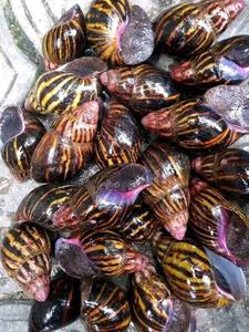 Compre Africa Smail Online Producto de calidad premium Ideal para cocinar Belleza y remedios herbales con entrega rápida - Product Image 2