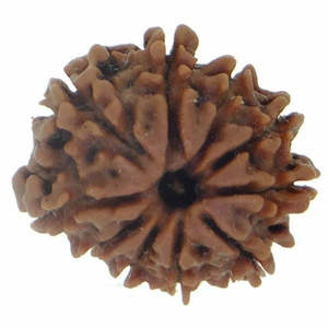 ลูกประคำรูดราคชาเนปาล 10 เม็ด สีน้ำตาล แท้ 100% และได้รับการรับรอง - Product Image 1