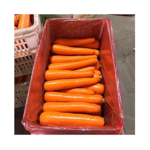 Zanahorias Frescas Orgánicas de Gran Tamaño, Proveedor de Nueva Cosecha de Portugal - Product Image 5