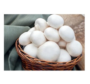 Funghi <span class=keywords><strong>Champignon</strong></span> interi funghi congelati <span class=keywords><strong>IQF</strong></span> freschi e bianchi per una cucina deliziosa e nutriente