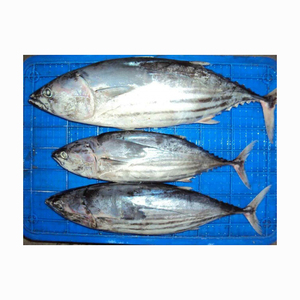 Prix bas pour la vente en gros de thon congelé en vrac, fruits de mer frais et nutritifs - Product Image 6