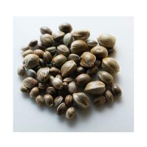 Semillas de cáñamo de grado premium de doble lengua para extracción de aceite y exportador de superalimentos a granel de La India con 12 meses de vida útil - Product Image 3