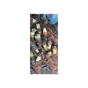 Frozen <b>taro</b> cut into 15x15mm pieces, certified IQF ISO HACCP, vacuum packed, in a 10kg box, to ensure quality. - Product Image 1