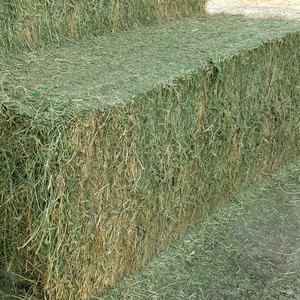 Top Quality Alfalfa Hay <b>Grass</b> for Cattle Feeding in Bulk Quantity Wholesale Cheap Price Animal Feed - Product Image 6