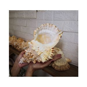เปลือกหอยเคลือบเงาสีขาวหนามเปลือกหอยสำหรับตกแต่งบ้าน - Product Image 3