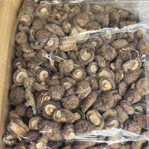 Cultivo de Reishi rojo Origen de venta superior del proveedor de Vietnam - Product Image 6