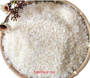 Arroz Japonica/Arroz Calrose/Al por Mayor de Alta Calidad - Product Image 2