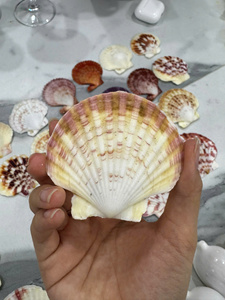 Venta al por mayor de conchas marinas vieiras blancas naturales, conchas grandes para decoración del hogar, manualidades, regalos hechos a mano, Vietnam - Product Image 4