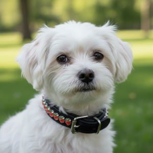 Collier de chien en cuir noir rembourré de luxe, imperméable, avec décoration confortable en strass en forme de fraise et taille personnalisée - Product Image 3