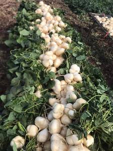 Meilleur prix Jicama congelé | Exportateur de confiance de marque privée OEM - Product Image 2