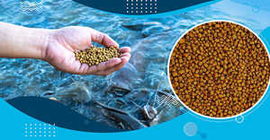Granulés d'aliments flottants pour poissons de haute qualité, 32 % de protéines, formule de croissance améliorée pour applications en aquaculture et fermes en vrac - Product Image 3