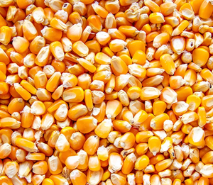 Cebollas frescas orgánicas Premium de alta calidad para un sabor y nutrición excepcionales - Product Image 1