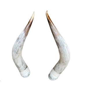 Cabeza de vaca hecha a mano de alta calidad con cuerno de lujo Animal único Decoración para el hogar Técnica pulida Precio al por mayor - Product Image 6