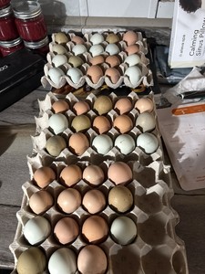 ไข่ไก่สดคุณภาพพรีเมียม ผสมหลายสายพันธุ์ แพ็ค 12 ฟอง สำหรับขาย - Product Image 5