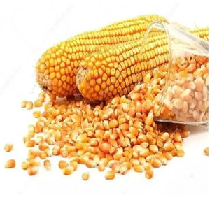 Semillas Secas de Maracuyá Amarillo Orgánico Más Vendidas, Envío a Granel, Industria Alimentaria - Product Image 1