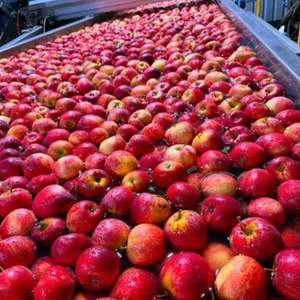 Premium Grade AA Red Delicious Apples - <b>Fresh</b> Harvest - Export Quality - Product Image 6