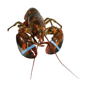 กุ้งมังกรสดพรีเมียม จำหน่ายในราคาขายส่งสำหรับผู้นำเข้าอาหารทะเลระหว่างประเทศ - Product Image 3