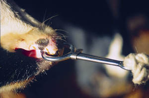 Bull Holder Acero inoxidable para ganadería y Herramientas de sujeción de ganado a precio de fábrica | Suministros de instrumentos veterinarios - Product Image 4